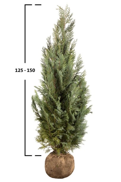 Кипарисовик Лавсона Колумнаріс - ком-конт/вис.125-150см/Ø40-50см